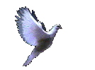 Flying Dove Image